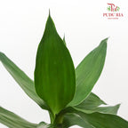 Lotus Bamboo 1 Stems - Pudu Ria Florist Southern