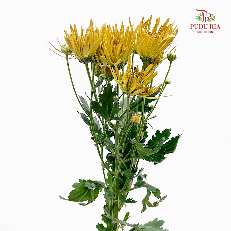 Chrysanthemum Pompom Spider Yellow - (10-12 Stems)