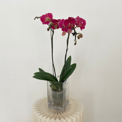 Phalaenopsis Orchid Double Dark Pink