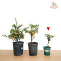 Citrus Kinzu (Golden Bean) 金豆