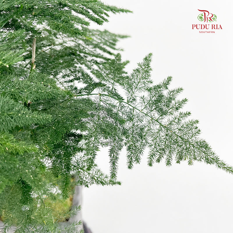 CNY26 Asparagus Antique Set (Horse)