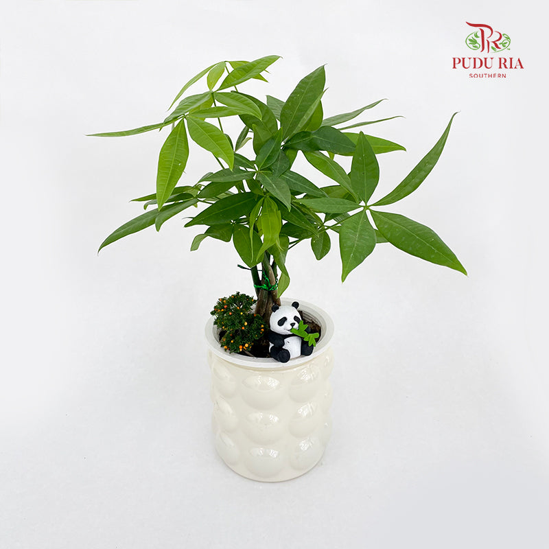 CNY26 Hydroponic Pachira Aquatica