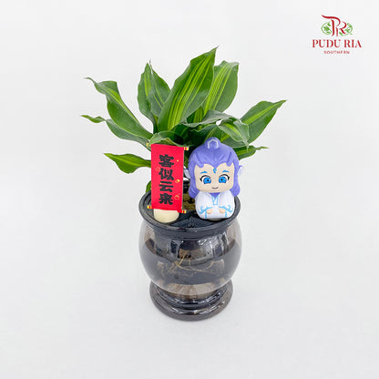CNY26 Hydroponic Dracaena Ao Bing