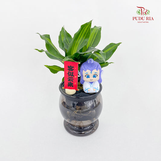 CNY26 Hydroponic Dracaena Ao Bing