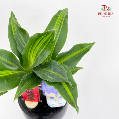 CNY26 Hydroponic Dracaena Ao Bing