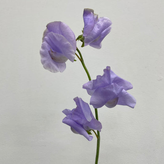 Sweet Pea Light Purple - 5 Stems