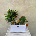CNY Potted Plant Arrangement 2025#57