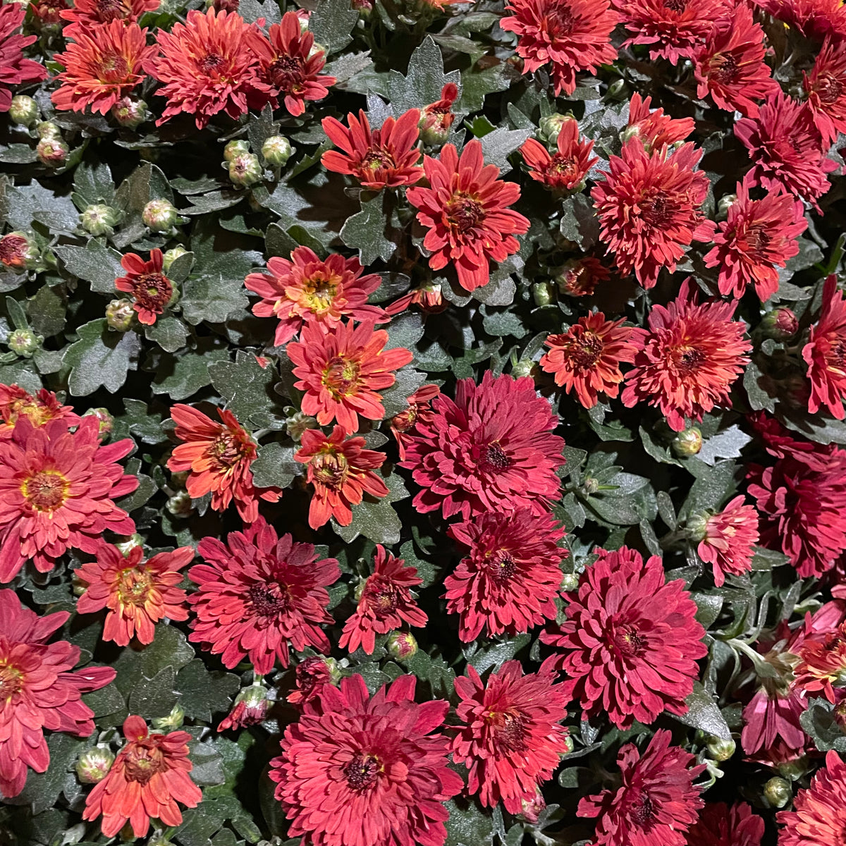 Chrysanthemum Gypsophilla P310 菊花满天星 2025