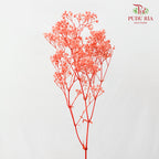 Preservative Baby Breath - Coral