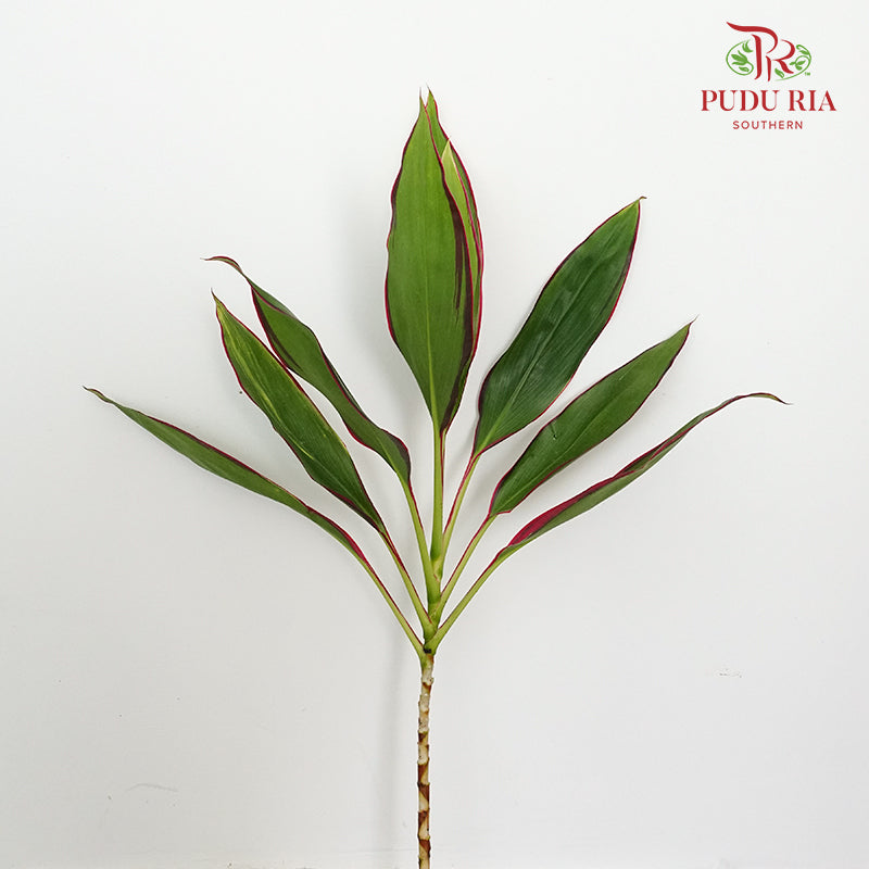 Snow Red (Cordyline Red) - Per Pack - Pudu Ria Florist Southern