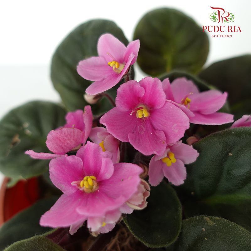 JH Saintpaulia Pink - Pudu Ria Florist Southern