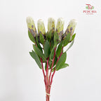 Protea Ivy White - (Per Stem)