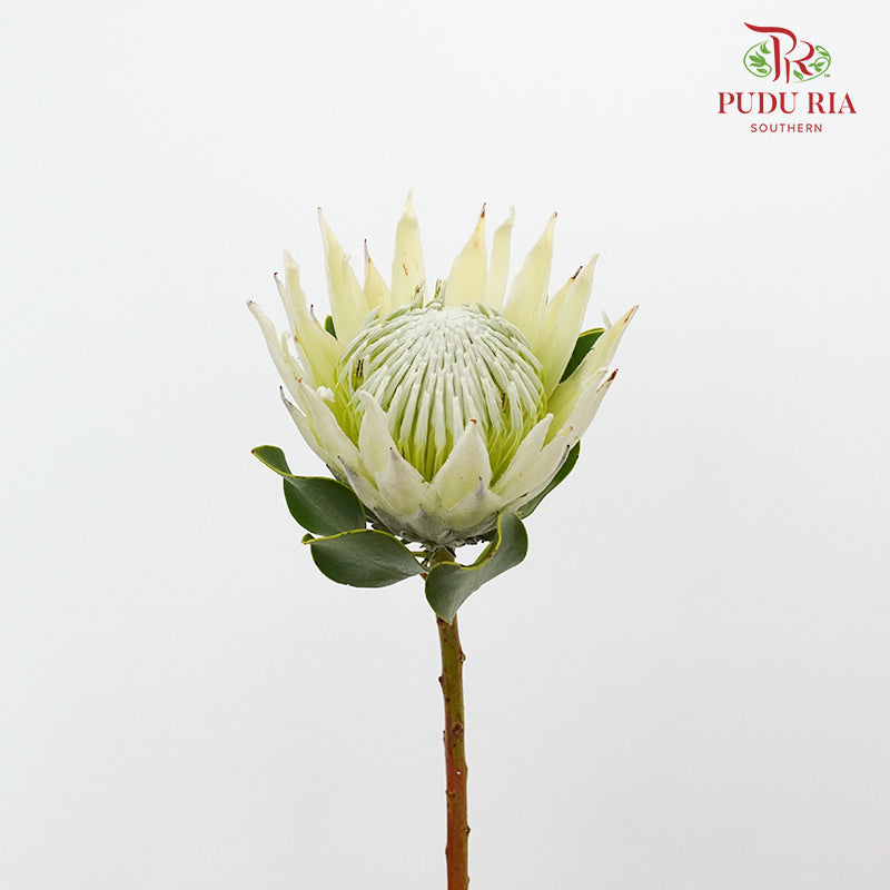 Protea Full Moon - Per Stem - Pudu Ria Florist Southern