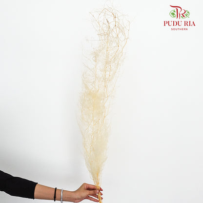 Preservative Asparagus Fern - Pudu Ria Florist Southern