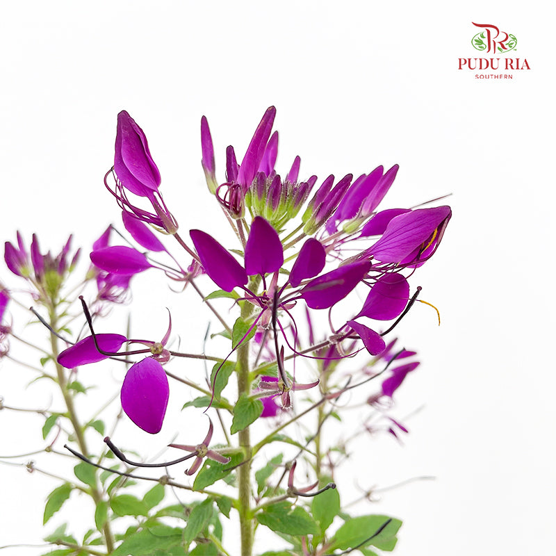 Tarenaya Houtteana Spider Flower Purple