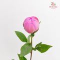 Peony Si Chuan Pink - (5 Stems)