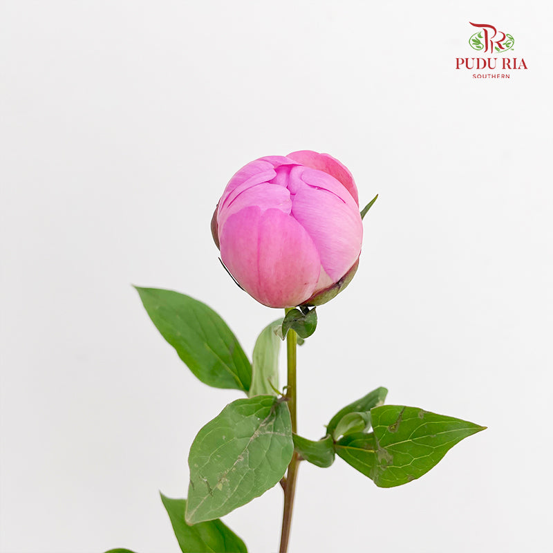 Peony Si Chuan Pink - (5 Stems)