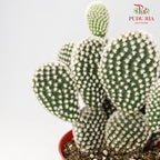 Cactus Mix 2 - Pudu Ria Florist Southern
