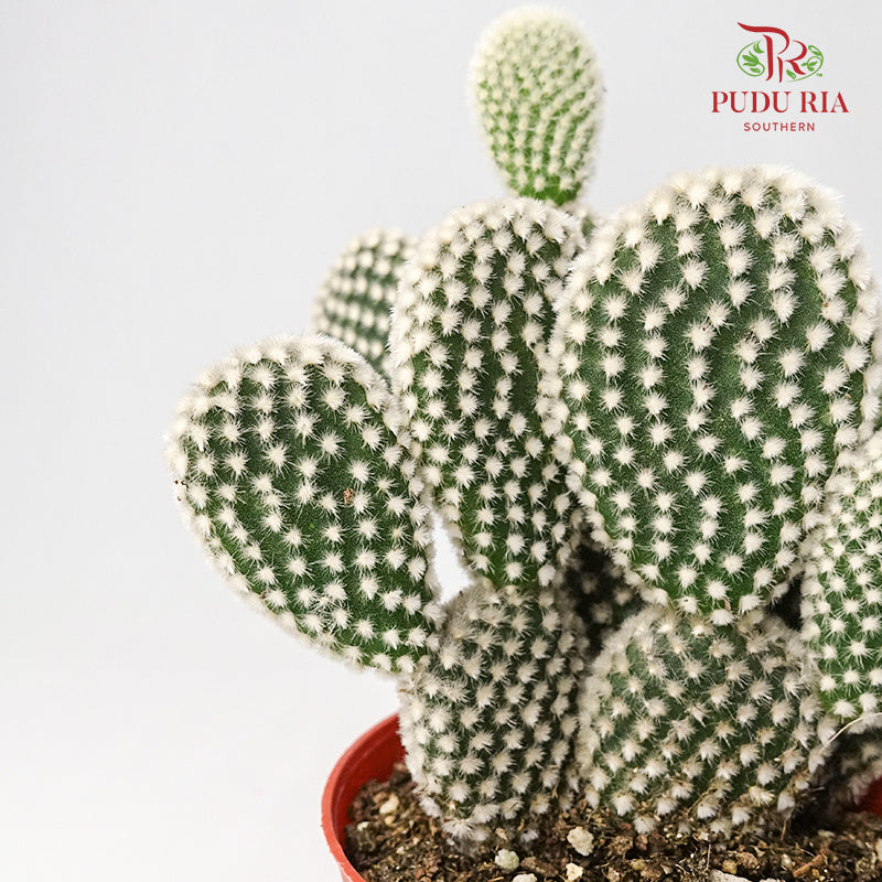 Cactus Mix 2 - Pudu Ria Florist Southern
