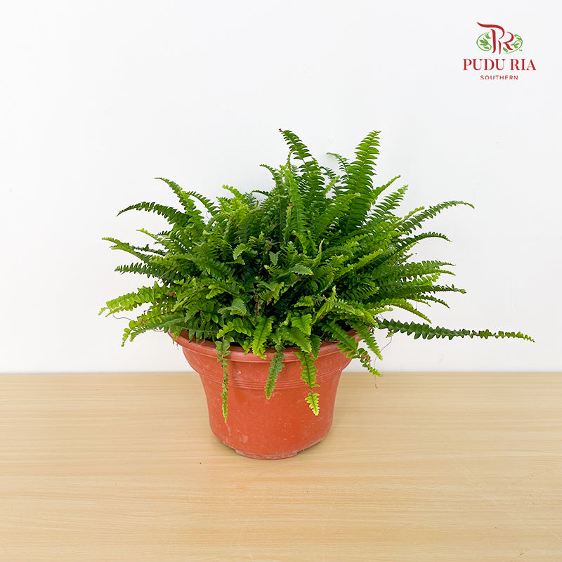 Boston Fern Plant P220