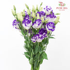 Eustoma Purple - (12-15 Stems)