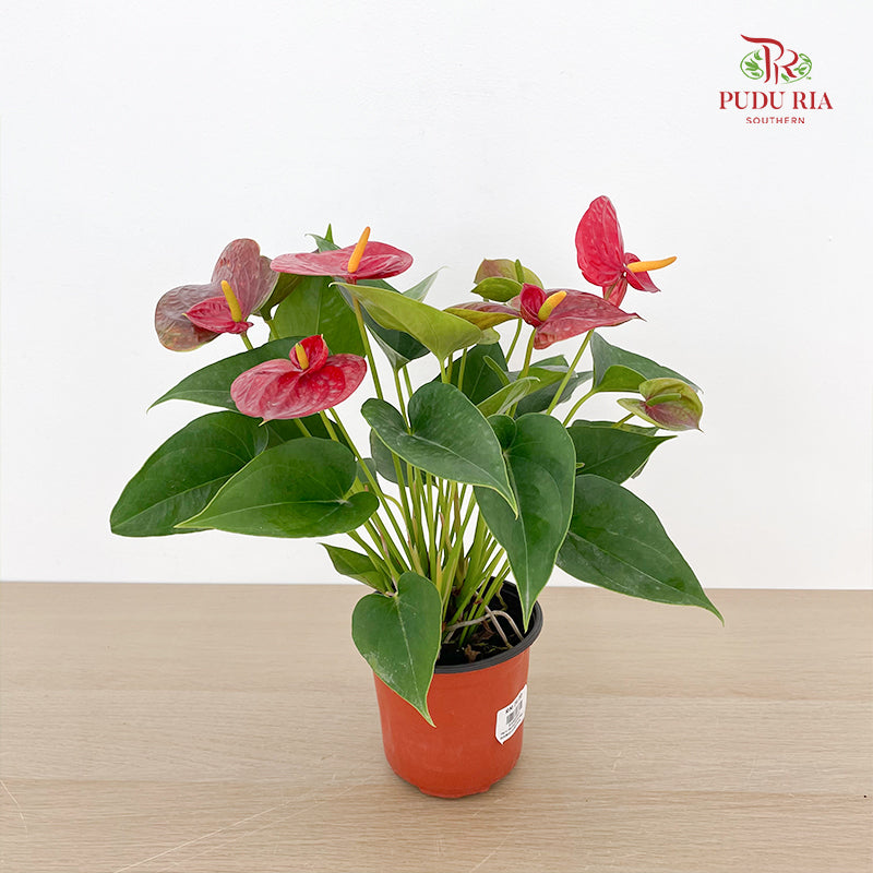 Anthurium Red Double Layers P120