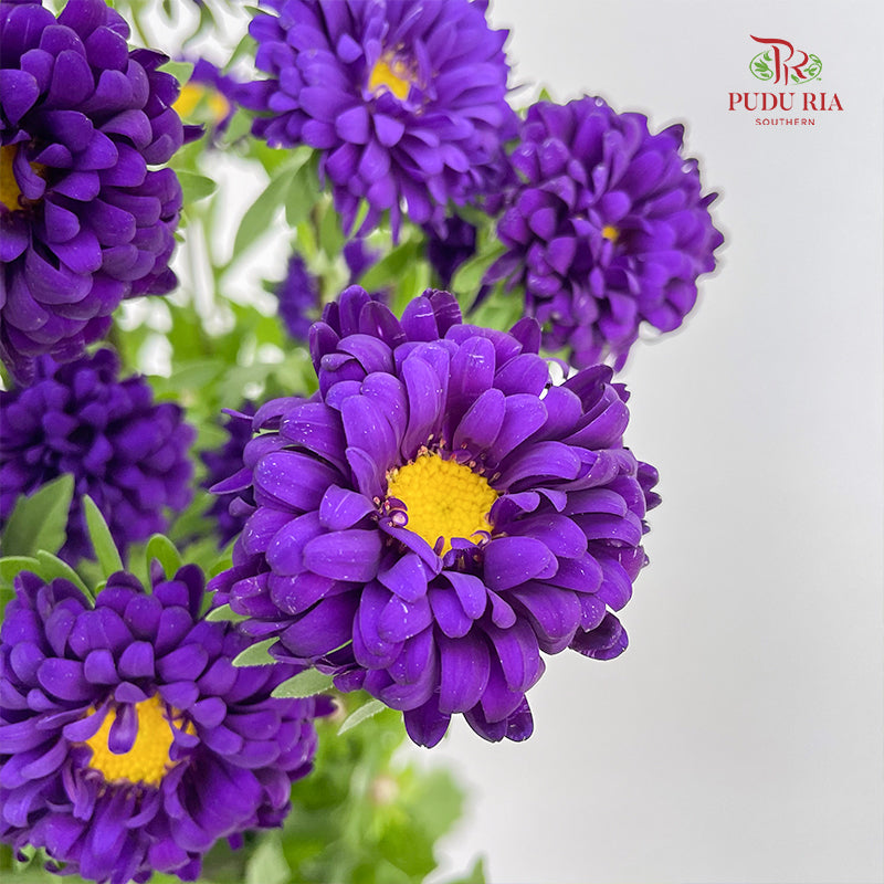 Aster Purple 翠菊 - (Per Bundle)