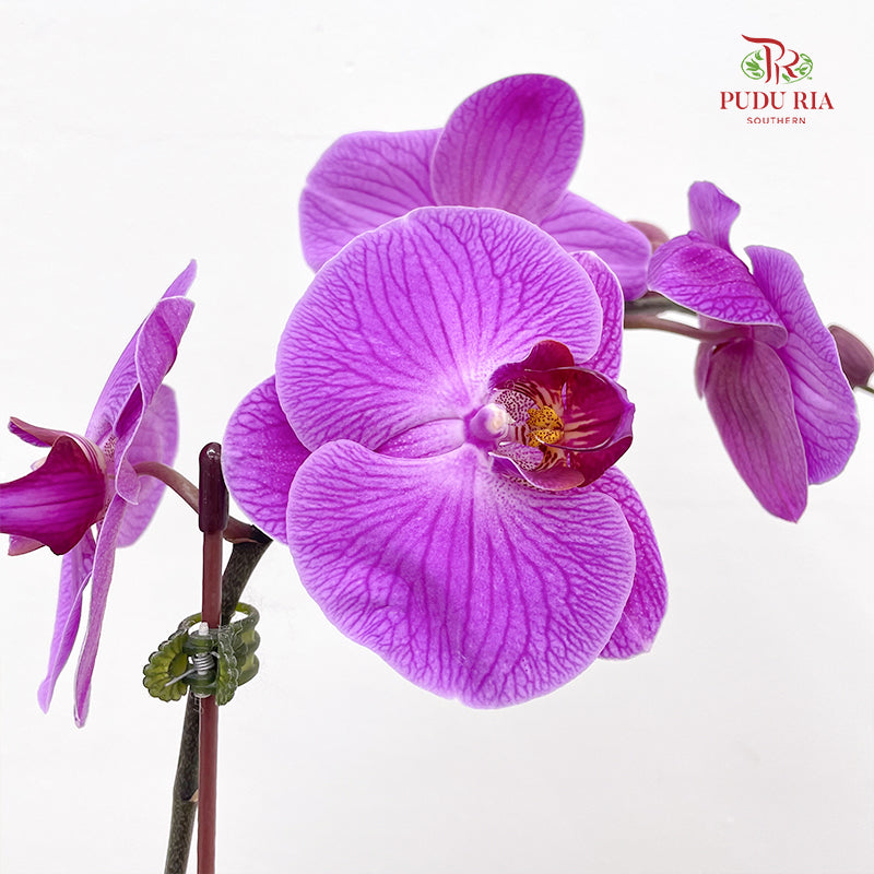 Phalaenopsis Orchid Purple Big Single Stem #1