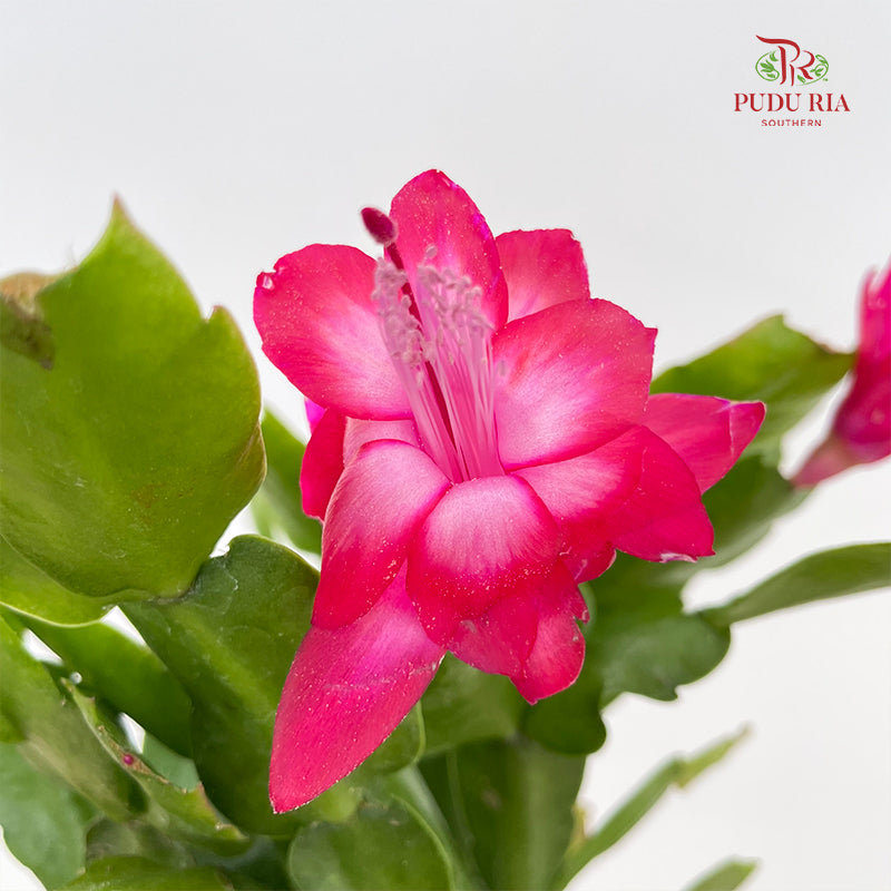 Schlumbergera P120