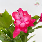 Schlumbergera P120