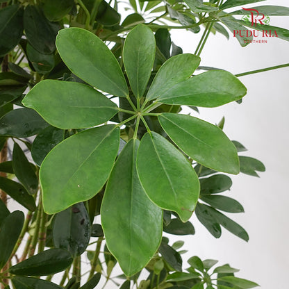 Schefflera Green