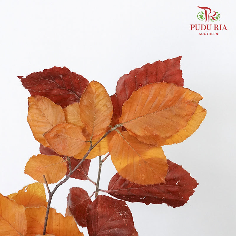 Dry Copperbeech Fagus - Pudu Ria Florist Southern