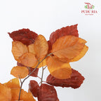 Dry Copperbeech Fagus - Pudu Ria Florist Southern