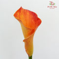 Calla Lily Orange - 5 Stems - Pudu Ria Florist Southern