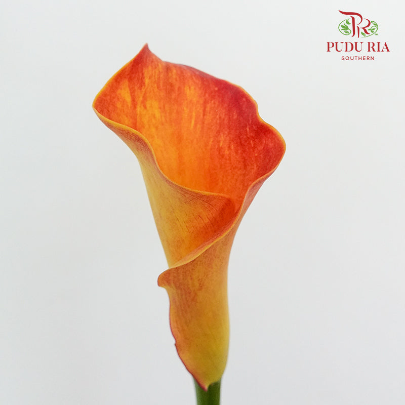 Calla Lily Orange - 5 Stems - Pudu Ria Florist Southern