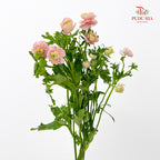 Ranunculus Butterfly Pink 蝴蝶洋牡丹 - (5 Stems)