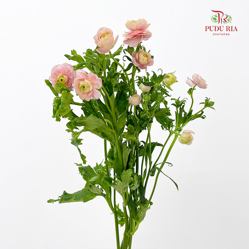 Ranunculus Butterfly Pink 蝴蝶洋牡丹 - (5 Stems)