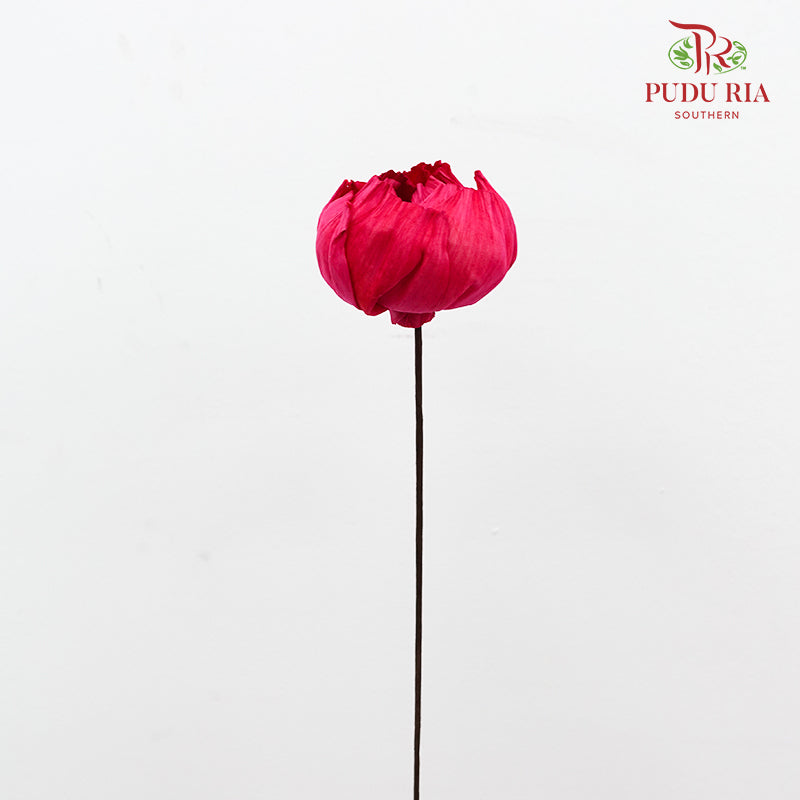 Dry Sola Wood Peony - Dark Pink