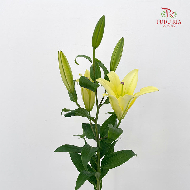 Lily Yellow - (5 Stems)
