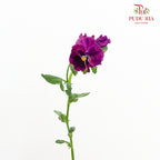 Viola Tricolor 三色堇 - (5 Stems)