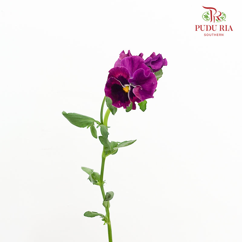 Viola Tricolor 三色堇 - (5 Stems)