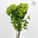 Viburnum 荚蒾 - (Per Bundle)