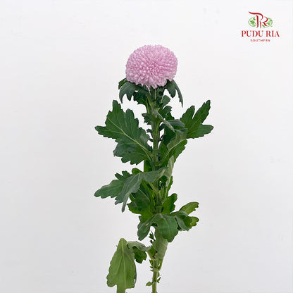 Chrysanthemum Ping Pong Pink - (10 Stems)