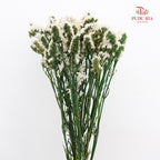 Dry Statice - White