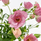Ranunculus Butterfly Pink 蝴蝶洋牡丹 - (5 Stems)