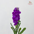 Matthiola Purple - (10 Stems)