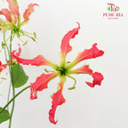 Gloriosa Hot Pink - Pudu Ria Florist Southern