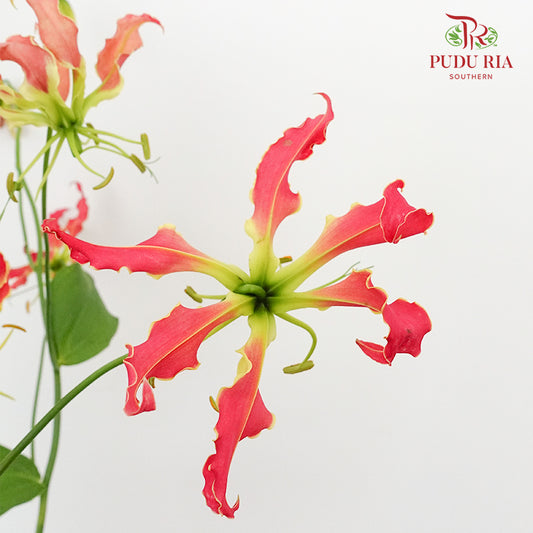 Gloriosa Hot Pink - Pudu Ria Florist Southern