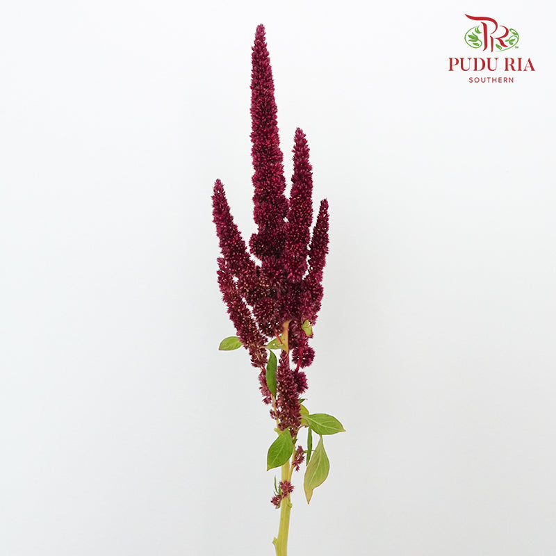 Amaranthus Straigh Red - Pudu Ria Florist Southern