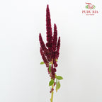 Amaranthus Straigh Red - Pudu Ria Florist Southern